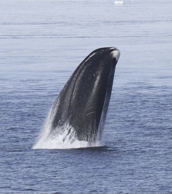 © Reuters. Handout photo shows a bowhead whale breaching out of the water