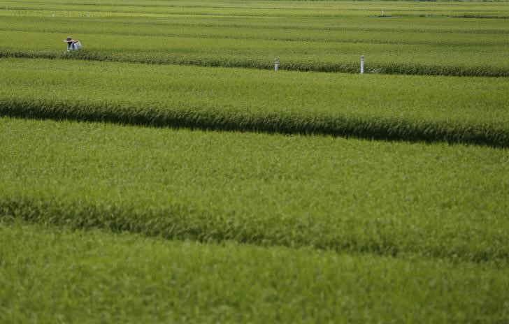 © Reuters. مسؤول:محصول الارز في فوكوشيما يجتاز بنجاح اختبارات الاشعاع