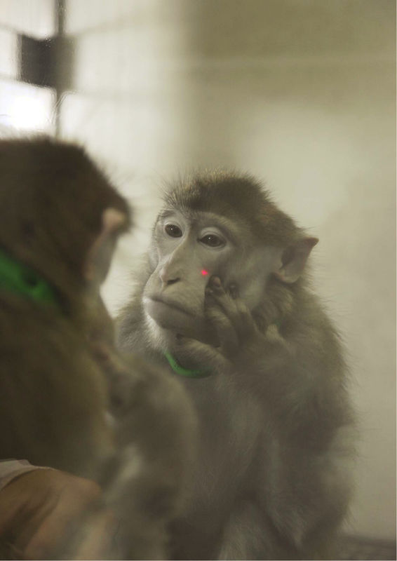 © Reuters. Handout shows a rhesus monkey putting its hand near a laser light on its face as it looks at itself in the mirror