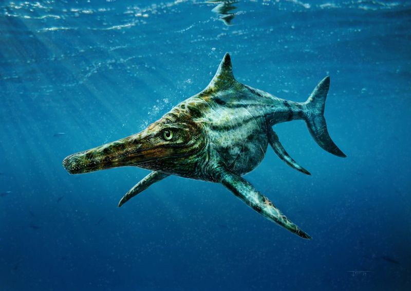 © Reuters. The newly identified prehistoric marine reptile Dearcmhara shawcrossi, a member of a group called ichthyosaurs