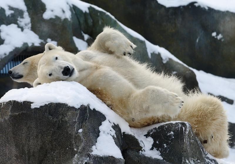 © Reuters. الدب القطبي يهاجر الى مناطق شمالية غربية يتوافر بها الجليد