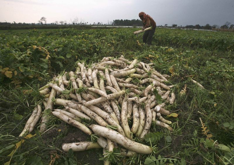 © Reuters. A farmer plucks radishes from a field on the outskirts of Jammu