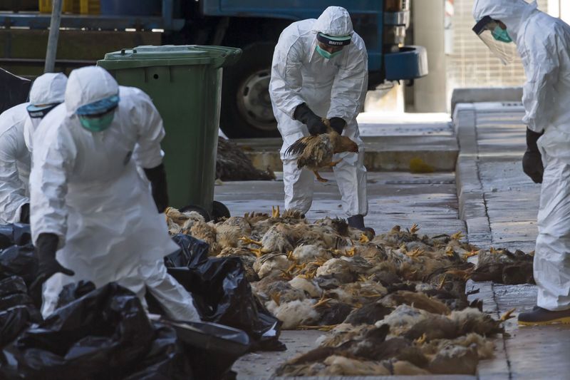 © Reuters. Dos personas mueren por gripe aviar H7N9 en la provincia china de Fujian: Xinhua