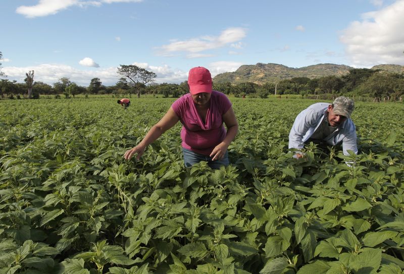 © Reuters. La diversidad alimentaria, bajo amenaza por el calentamiento global según la ONU