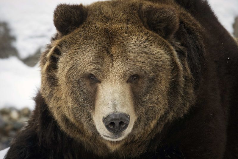 © Reuters. من الشوكولاتة ما قتل.. مشكلة تواجه الدببة في أدغال أمريكية