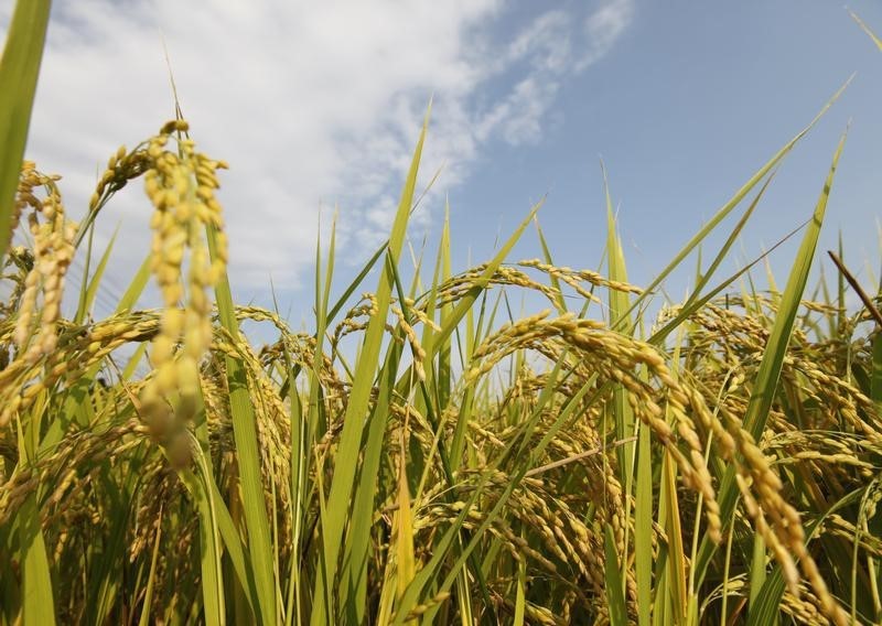 © Reuters. صحيفة:اليابان تعرض حلا وسطا بشأن الأرز لدفع محادثات تجارية إقليمية