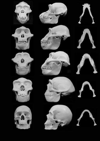 © Reuters. Un estudio muestra que ancestros humanos podían usar herramientas mucho antes de lo que se cree