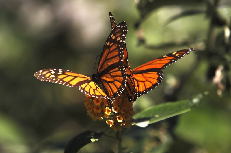 © Reuters. El número de mariposas monarca crece, pero aún se enfrentan a la extinción