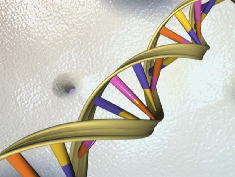 © Reuters. A DNA double helix in an undated artist's illustration released by the National Human Genome Research Institute to Reuters