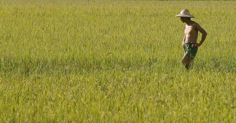 © Reuters. العراق يشتري نحو 80 ألف طن أرزا من تايلاند في مناقصة