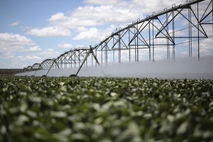 © Reuters. Plantação de soja em Barreiras, na Bahia.