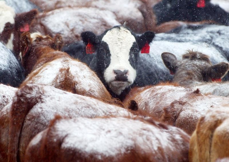 © Reuters. اصابة بقرة بمرض جنون البقر في كندا