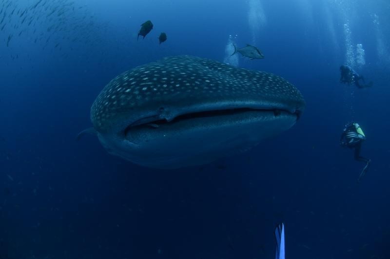 © Reuters. هجمات أسماك القرش تراجعت عام 2014 وفلوريدا تحتل الصدارة