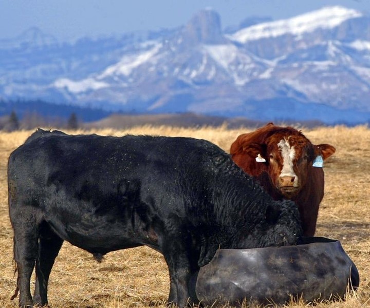 © Reuters. Canadá confirma un nuevo caso de enfermedad de las vacas locas