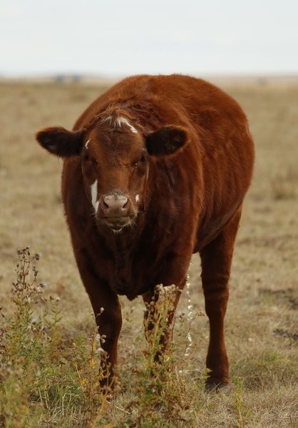 © Reuters. كوريا الجنوبية توقف استيراد لحوم ابقار من كندا بعد رصد اصابة بجنون البقر