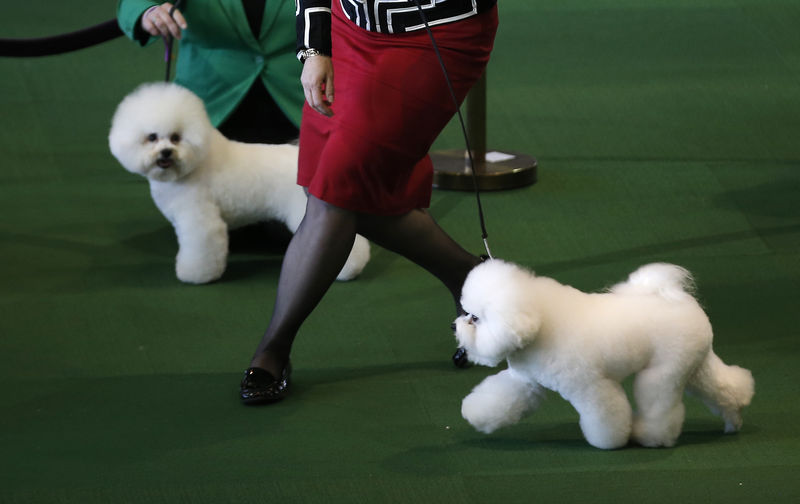 © Reuters. Westminster Kennel Club 