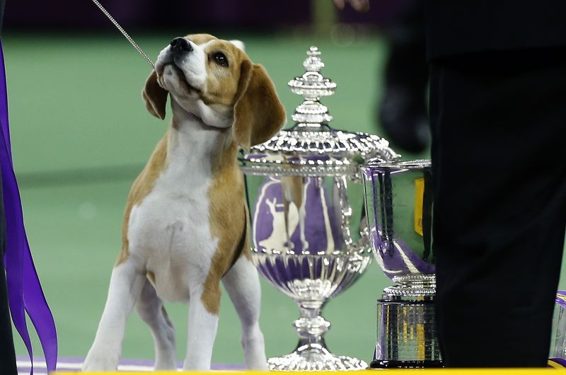 © Reuters. ميس بي تفوز بلقب أجمل كلب في مسابقة وستمنستر كينل