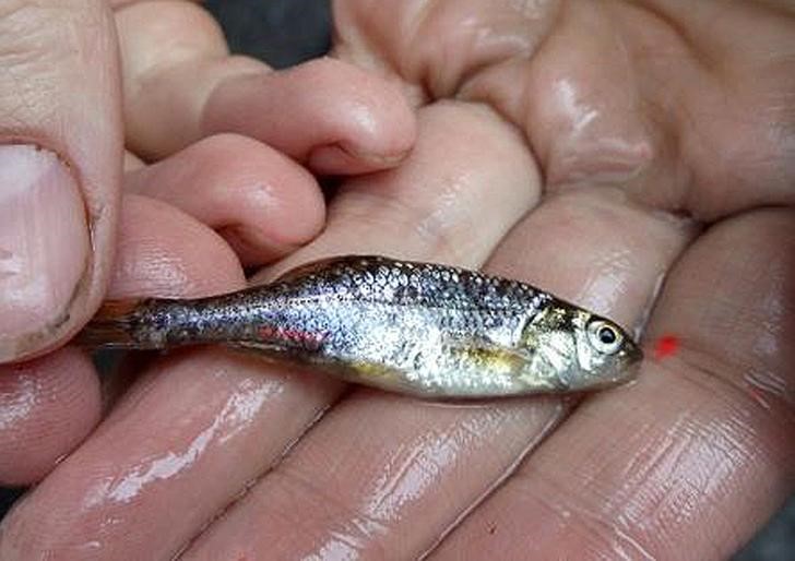 © Reuters. The Oregon chub is seen in an undated USFWS handout