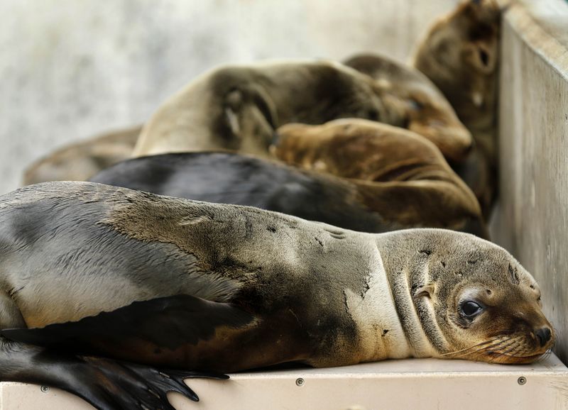 © Reuters. تقطع السبل بأعداد لم يسبق لها مثيل من أسد البحر في كاليفورنيا