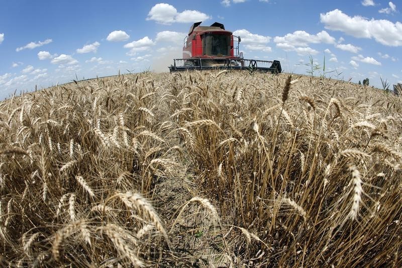 © Reuters. ارتفاع أسعار القمح الأوروبية بفعل مزيد من صفقات التصدير