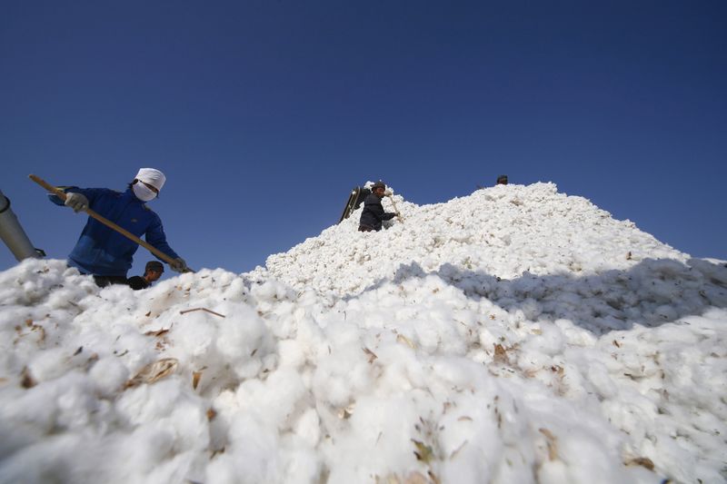 © Reuters. File picture of a farmers stacking cotton at a cotton purchase station in Hami