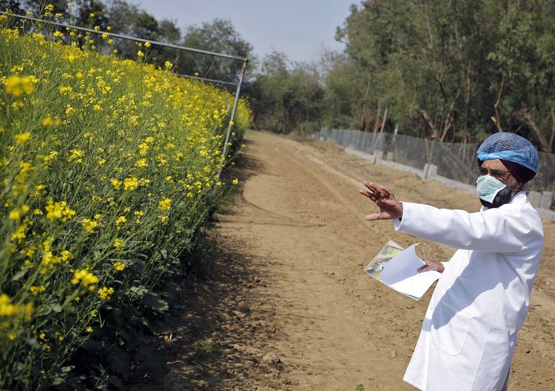 © Reuters. An Indian scientist points to a patch of GM rapeseed crop under trial in New Delhi