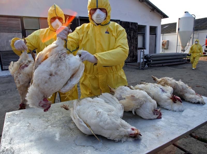 © Reuters. المجر تؤكد إصابة بط بفيروس أنفلونزا الطيور في مزرعة بشرق البلاد