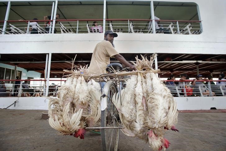 © Reuters. ميانمار تعدم آلاف الدواجن لمحاولة احتواء بؤرة لانفلونزا الطيور