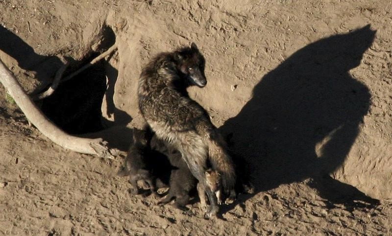 © Reuters. تزايد أعداد الذئب الرمادي بولاية اوريجون الأمريكية رغم حملات لقتله