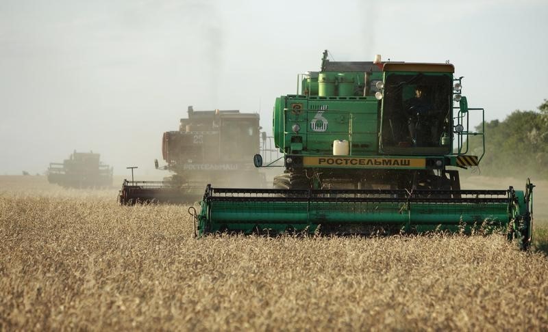 © Reuters. مصر تشتري 110 آلاف طن من القمح الروسي والأوكراني في مناقصة
