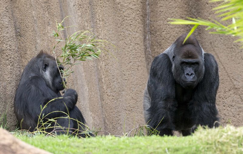© Reuters. File photo of two gorillas in their enclosure at the zoo in Los Angeles
