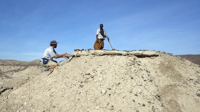 © Reuters. Dr. Chris Campisano (ASU) samples a tuff in the Ledi-Geraru project area