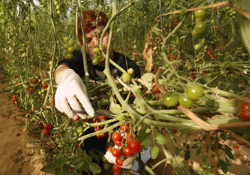 © Reuters. A Palestinian worker cuts cherry tomatoes off the vine in a greenhouse in Rafah