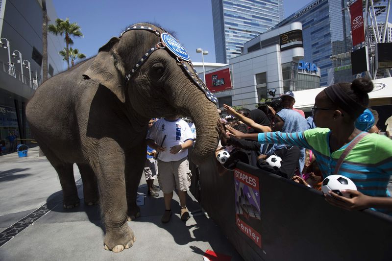 © Reuters. File photo of Kelly Ann, an elephant from Ringling Bros. and Barnum & Bailey circus, being petted by children during a promotional event linked to the Brazil 2014 World Cup, in Los Angeles