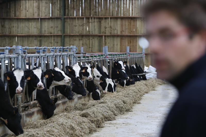 © Reuters. A French dairy farmer looks at his feeding cows at a farm in La Planche near Nantes, western France