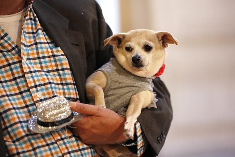 © Reuters. انذار في مطار في نيويورك يكشف عن كلب صغير في أمتعة مسافرة
