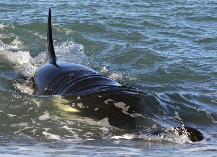 © Reuters. دراسة: إناث الحوت القاتل تعيش طويلا بعد توقفها عن الانجاب