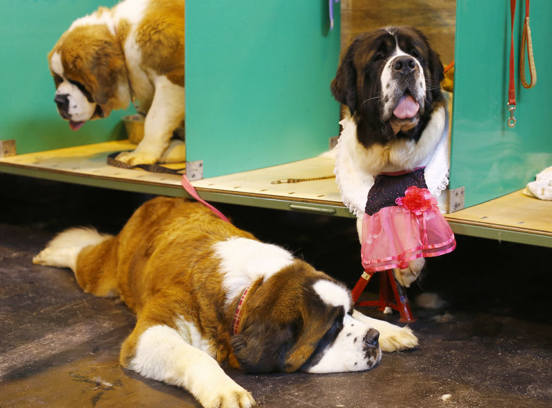 © Reuters. Una acusación de envenenamiento sacude el mayor concurso canino del mundo