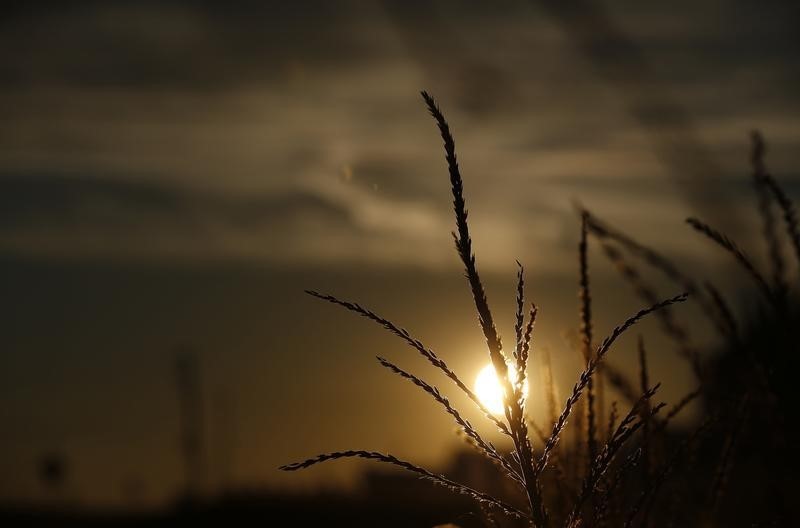 © Reuters. The sun rises behind a corn tassel in a field in Minooka