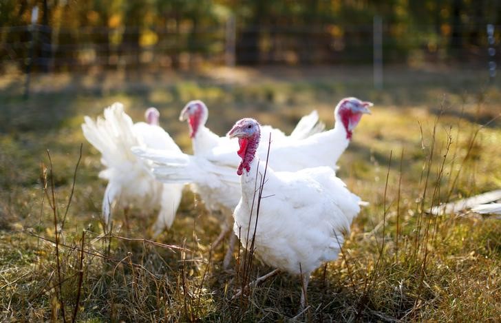 © Reuters. الاشتباه في اصابة مزرعة ديوك رومي في أركنسو بانفلونزا الطيور يهدد الصادرات