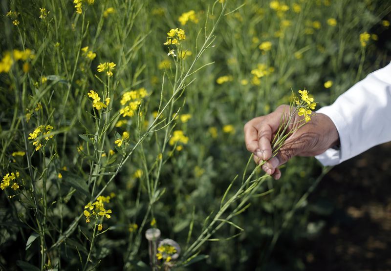 © Reuters. La UE abre la mano a los cultivos modificados genéticamente