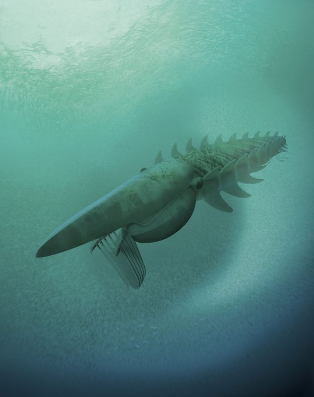 © Reuters. The reconstruction of a filter-feeding Aegirocassis benmoulae from the Ordovician Period feeding on a plankton cloud is shown in this artist rendering