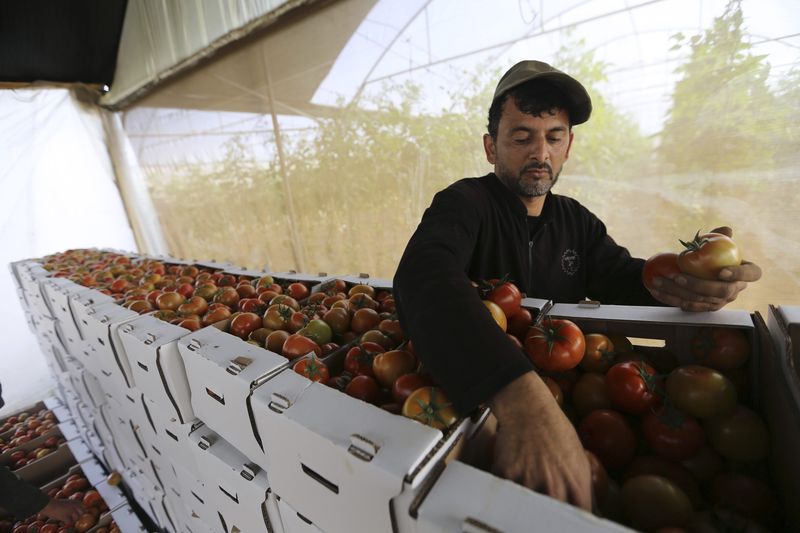 © Reuters.  Palestinian farmer sorts tomatoes to be exported into Israel, on a farm in Deir El-Balah in the central Gaza Strip