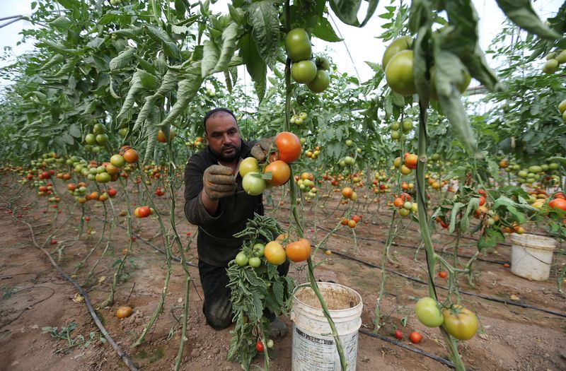 © Reuters. Palestino colhendo tomates para exportar para Israel, em Deir El-Balah, na Faixa de Gaza