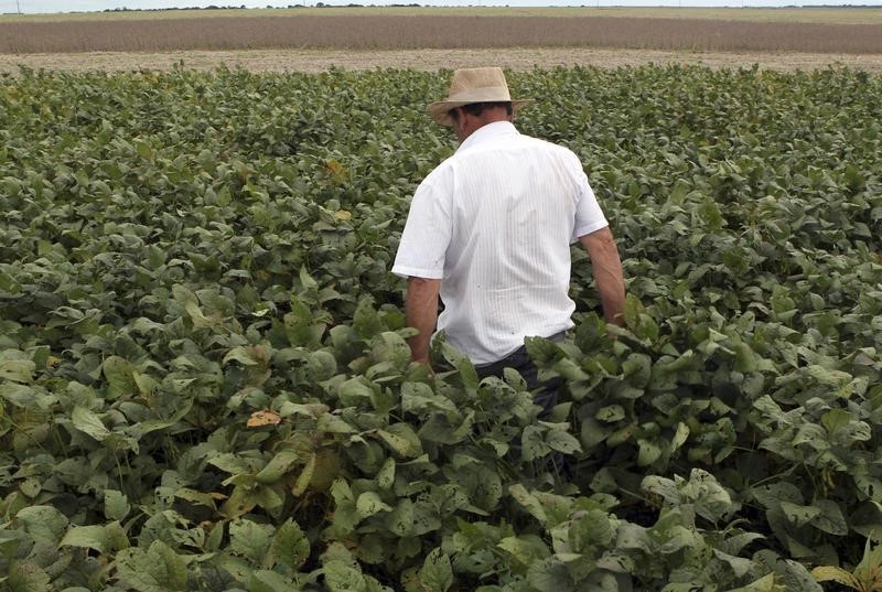 © Reuters. Trabalhador anda em meio a plantação de soja na cidade de Primavera do Leste