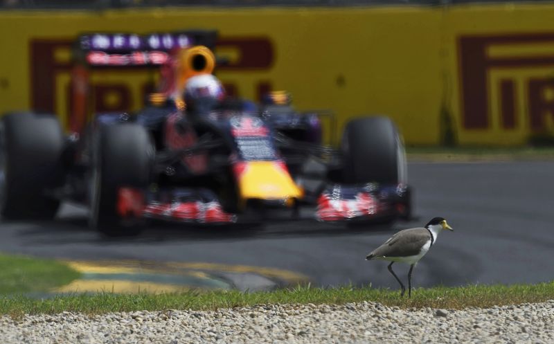 © Reuters. Red Bull Formula One driver Daniel Ricciardo of Australia drives past a plover bird during the third practice session of the Australian F1 Grand Prix at the Albert Park circuit in Melbourne