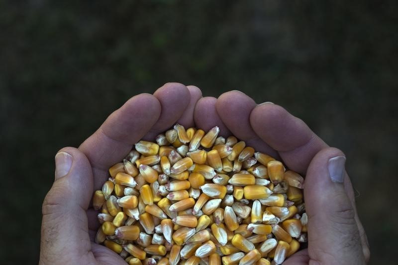 © Reuters. A farmer poses with a handful of corn kernels in DeWitt
