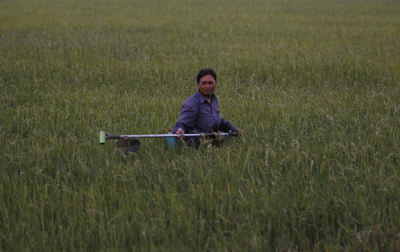 © Reuters. A Thai farmer works on her rice field in Nakhonsawan province north of Bangkok