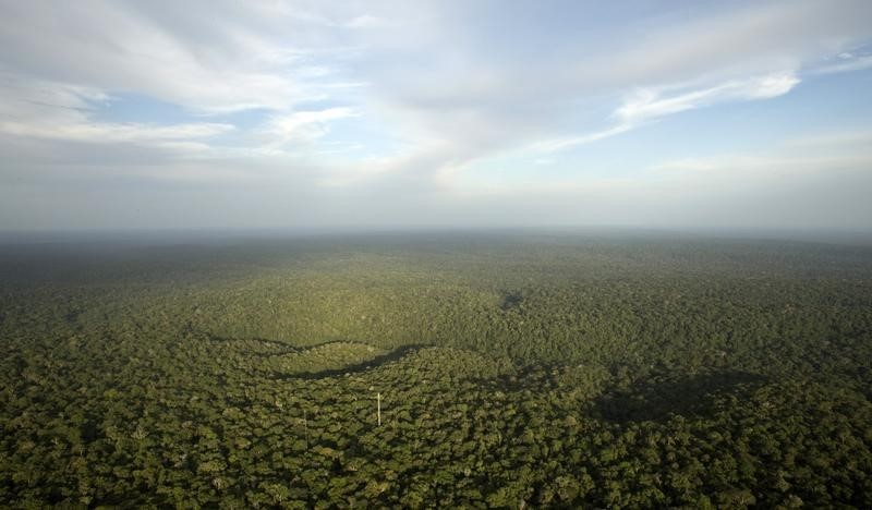 © Reuters. Vista geral da floresta amazônica