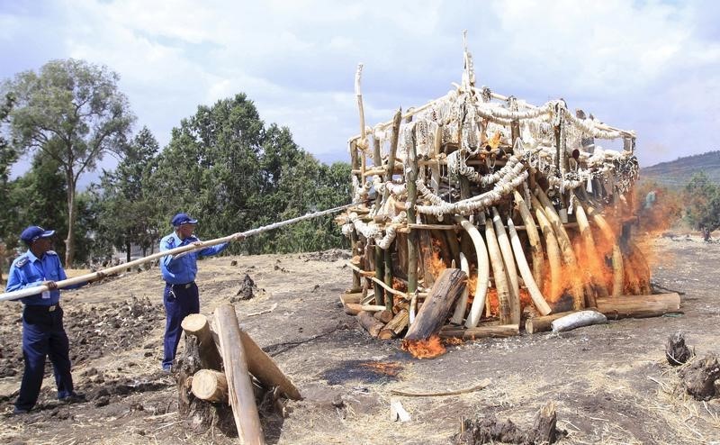 © Reuters. إثيوبيا تحرق نحو ستة أطنان من مضبوطات العاج على مدار عقود